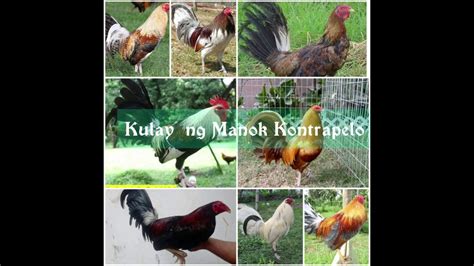 mga kulay ng manok na kontrapelo